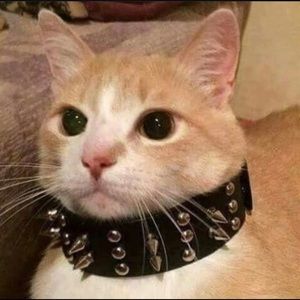 Meet your Posher, Ronald